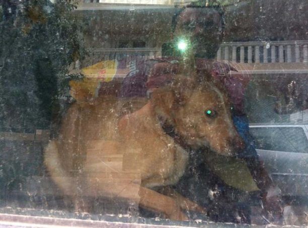Κλείνει τον σκύλο μέσα στο αυτοκίνητο για 10 ώρες στου Παπάγου